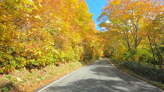 酸ヶ湯の紅葉トンネル