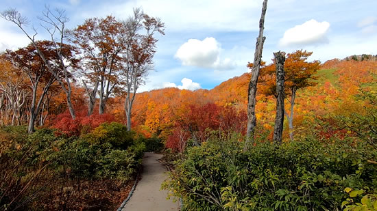 酸ヶ湯共同駐車場周辺の紅葉