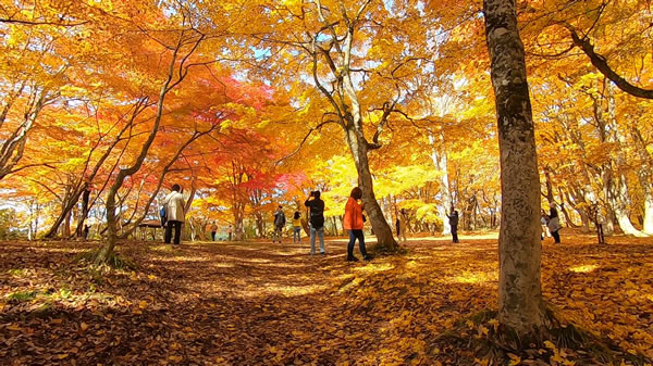 中野もみじ山・観楓台の燃えるような紅葉