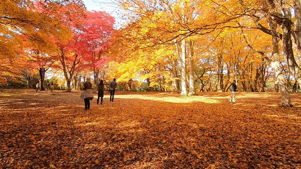 中野もみじ山・観楓台の燃えるような紅葉