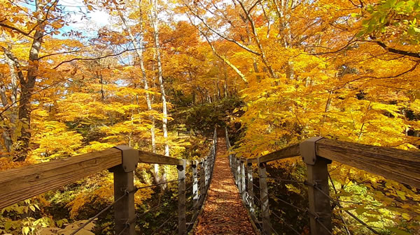 中野もみじ山・観楓台の燃えるような紅葉