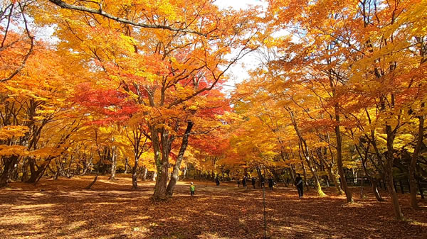 中野もみじ山・観楓台の燃えるような紅葉