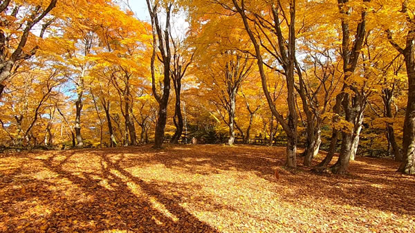 中野もみじ山・観楓台の燃えるような紅葉