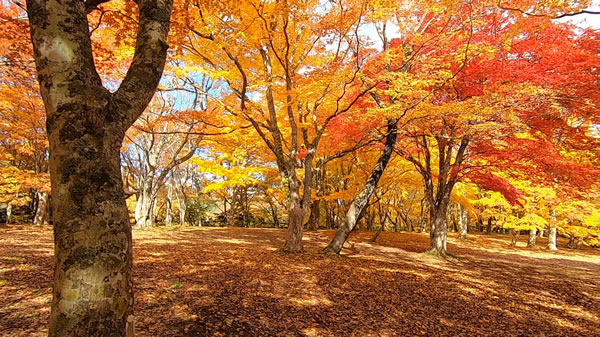 中野もみじ山・観楓台の燃えるような紅葉