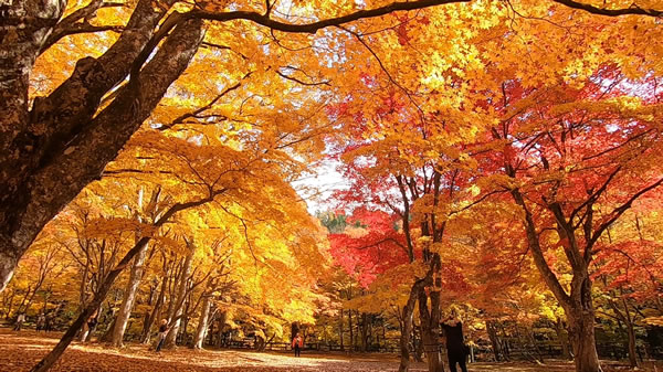 中野もみじ山・観楓台の燃えるような紅葉