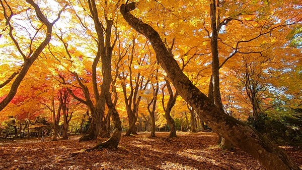 中野もみじ山・観楓台の燃えるような紅葉