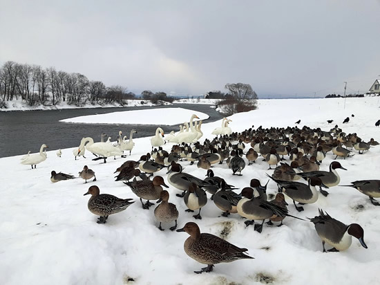 陸に上がっている白鳥と鴨の写真