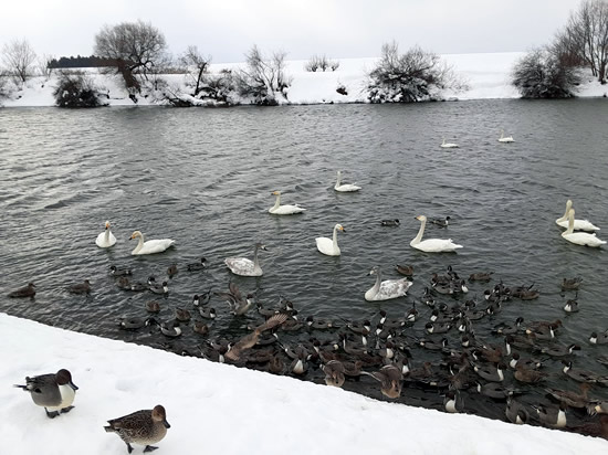 川にいる白鳥と鴨の写真