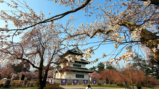 2022年弘前公園の桜とお城