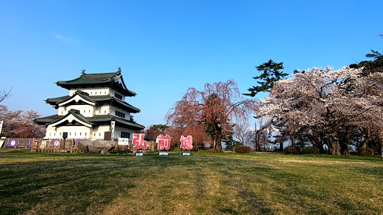 2022年弘前公園の桜まつり本丸の芝生