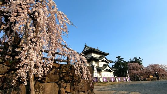 2022年弘前公園の枝垂れ桜(本丸)