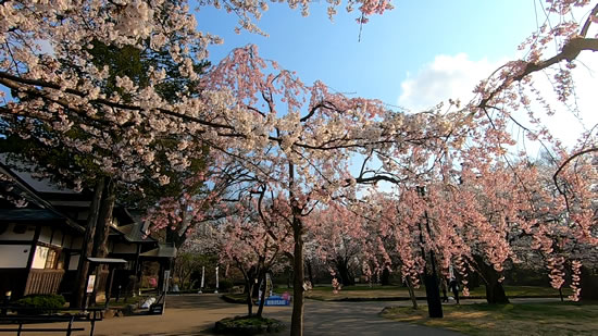 2022年弘前公園の桜(北の郭)