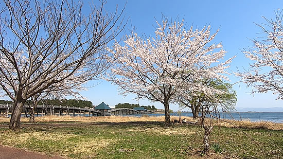 桜と鶴の舞橋の写真
