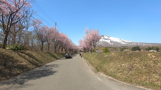 岩木山と世界一の桜並木の写真