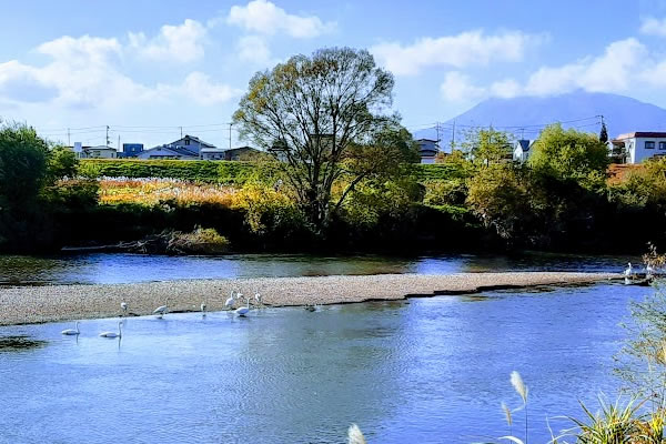 平川の中州で休む白鳥たち