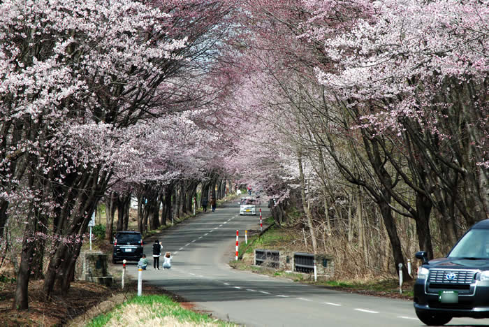 岩木山の桜並木の写真7