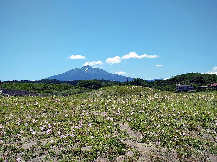 岩木山とハマナスの花