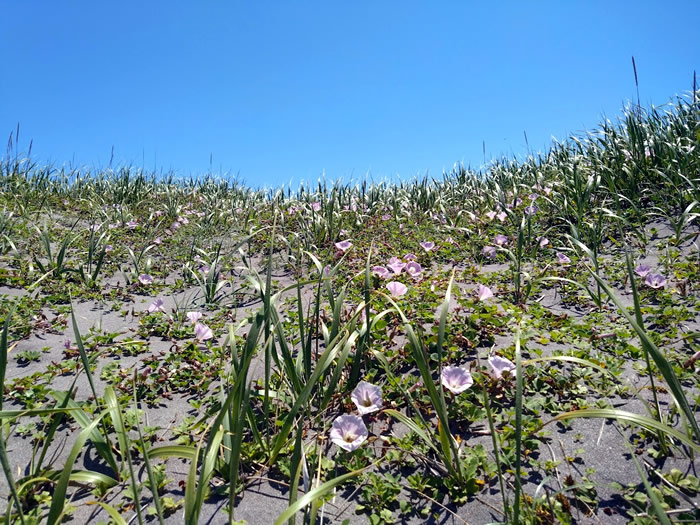 ハマナスの花(鯵ヶ沢町の津軽港海浜公園)