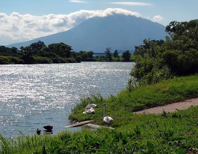 日本で夏を越す白鳥(藤崎町白鳥飛来地)