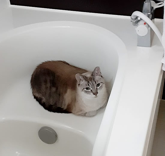 バスタブで涼んでいる猫