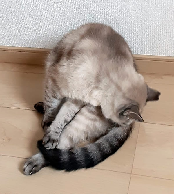 アクロバット的姿勢で毛づくろいする猫_01