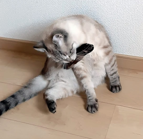 アクロバット的姿勢で毛づくろいする猫_03