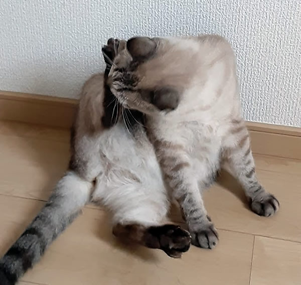 アクロバット的姿勢で毛づくろいする猫_04