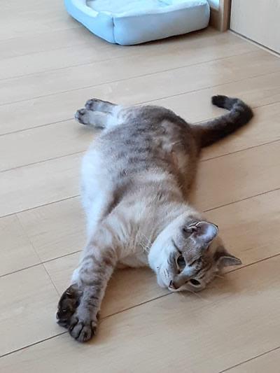 床で伸びている猫