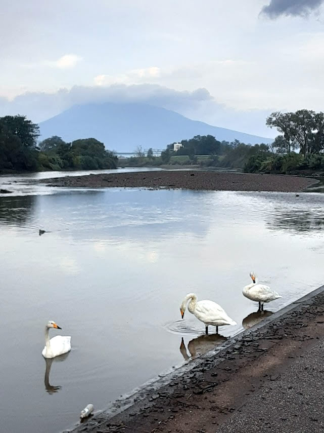 日本で猛暑の夏を越した白鳥_02