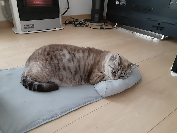 ストーブ前でまったりする猫