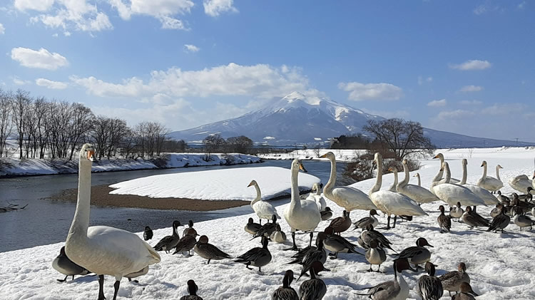 藤崎町白鳥ふれあい広場 白鳥 01