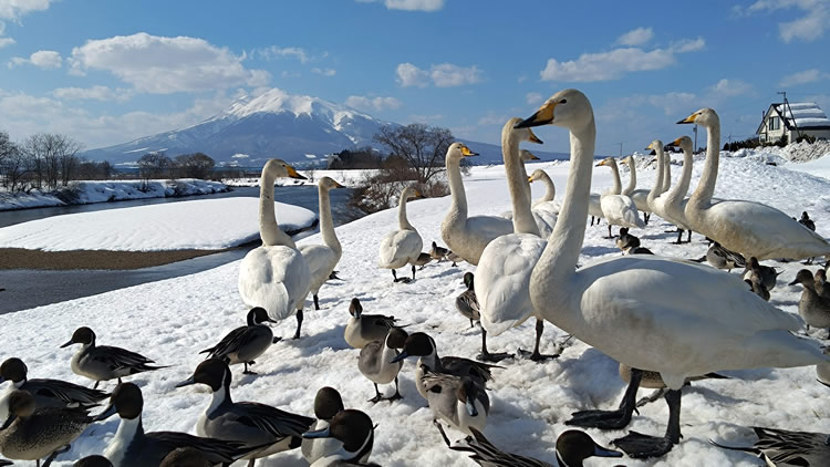 藤崎町白鳥ふれあい広場 白鳥 05