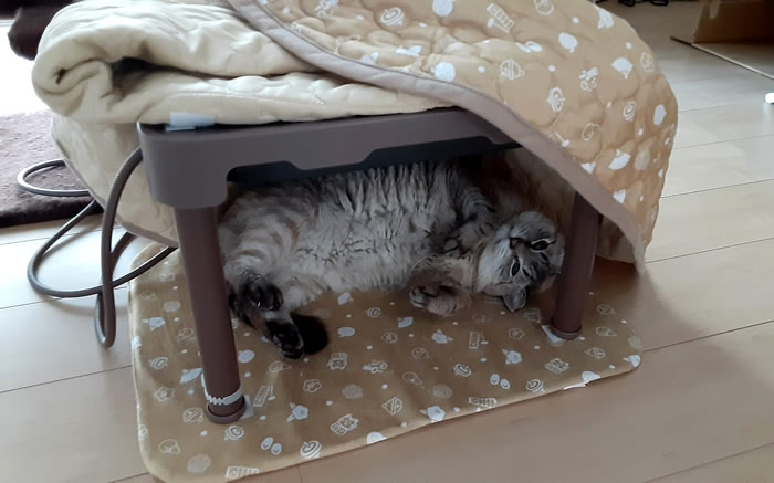 ネコ用コタツで過ごす我が家の猫