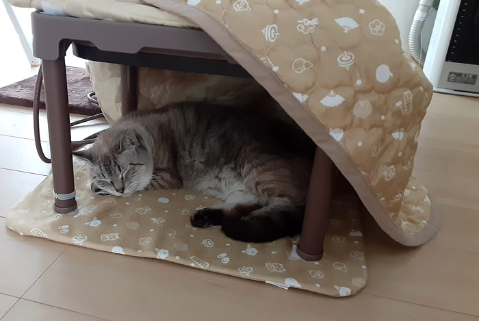 ネコ用コタツで過ごす我が家の猫