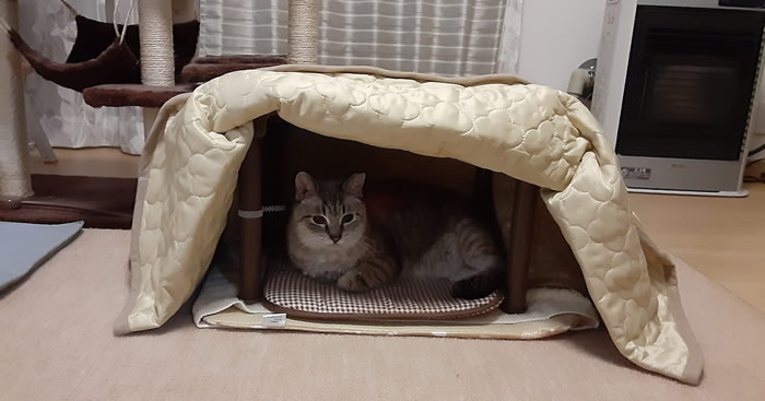 ネコ用コタツで過ごす我が家の猫