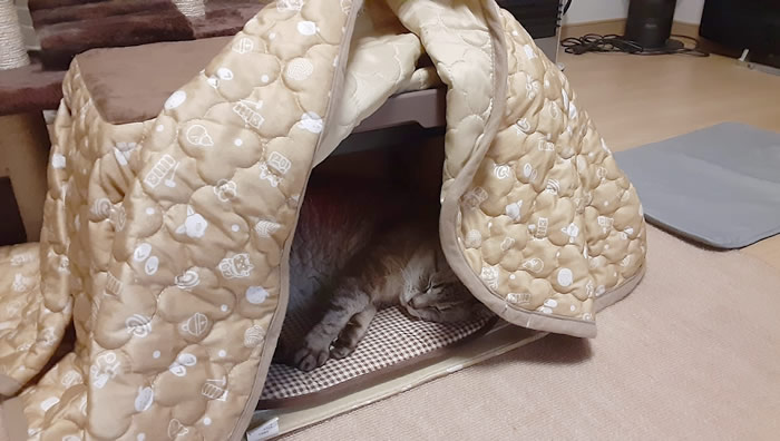 ネコ用コタツで過ごす我が家の猫