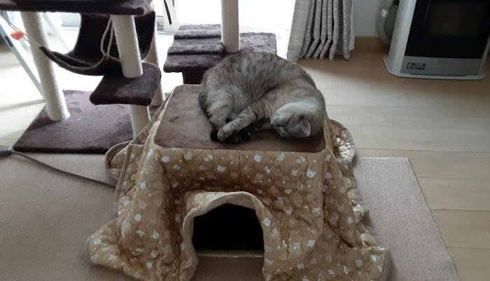 ネコ用コタツで過ごす我が家の猫