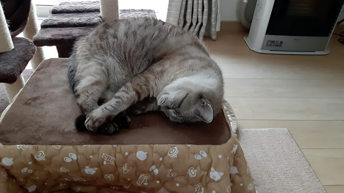 ネコ用コタツで過ごす我が家の猫