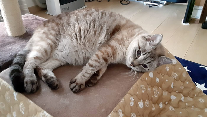 ネコ用コタツで過ごす我が家の猫