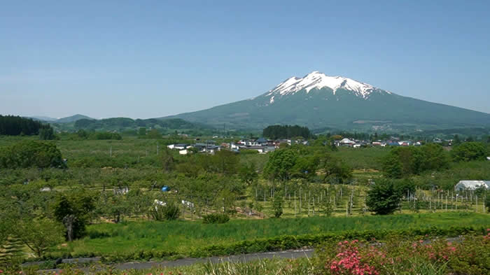 リンゴ畑の向こうに頂きに残雪をまとう岩木山