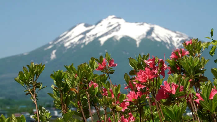 赤い花と岩木山
