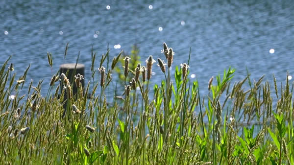 小さな農業用水ダム湖畔の風景03