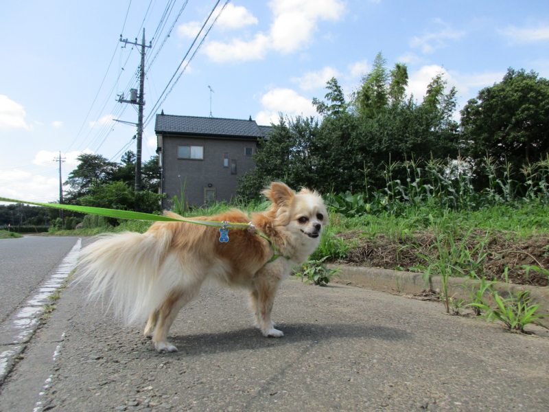 f:id:aocar:20160725204925j:plain