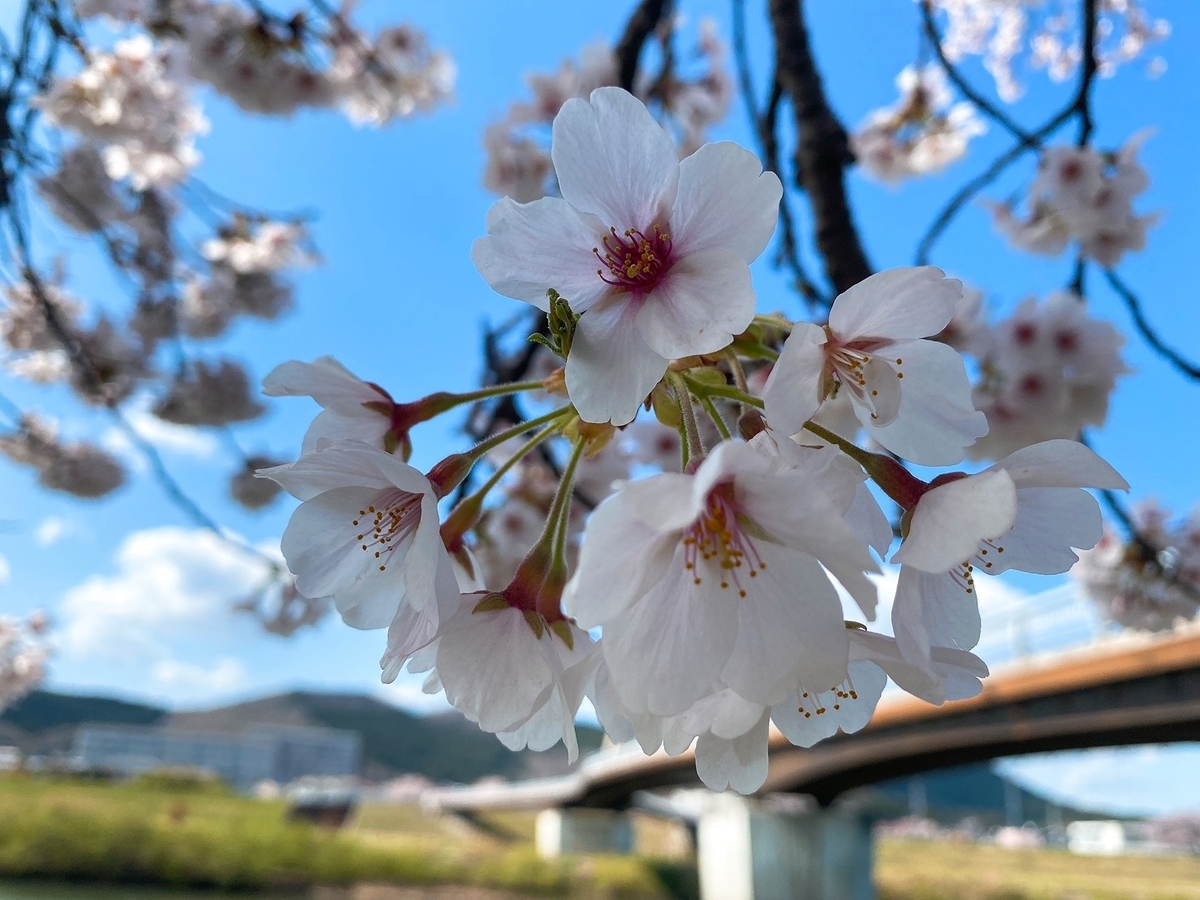 f:id:aochan_98:20210412215703j:plain