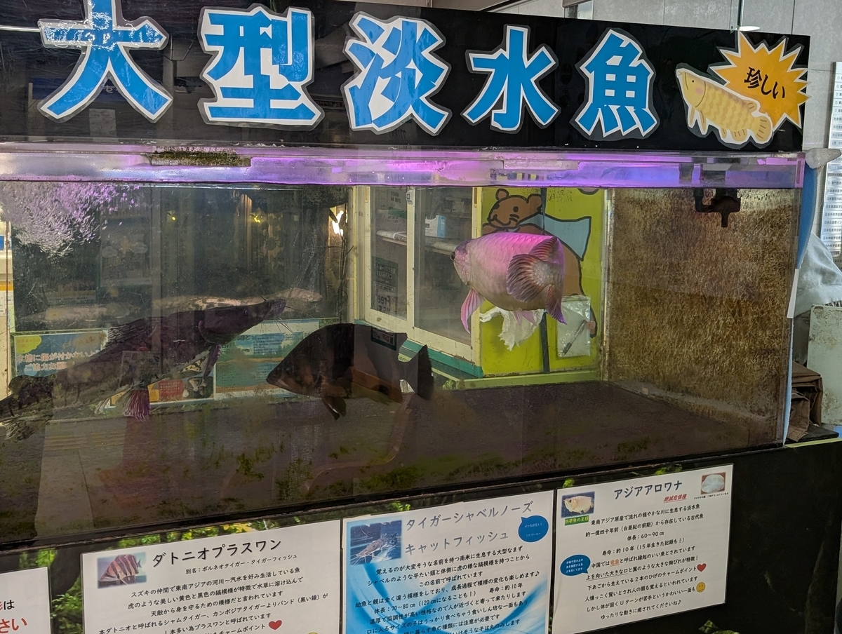 病院で飼っている大型淡水魚たち（タイガーシャベルノーズ、ダトニオプラスワン、アジアアロワナ）