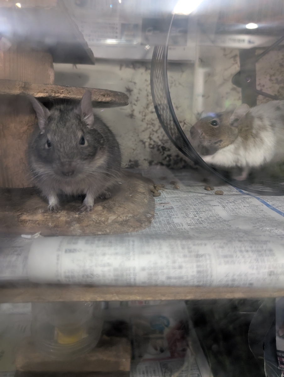 病院で飼っている2匹のデグー。片方は回し車で遊んでいる。