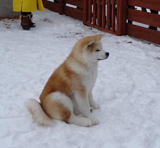 f:id:aoft291:20190203173544j:plain