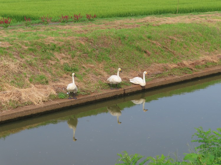 f:id:aoft291:20200817074730j:plain