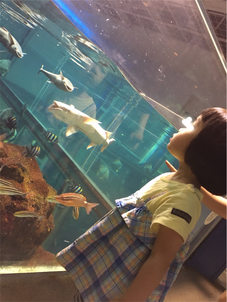 f:id:aohana:20170807231614j:image