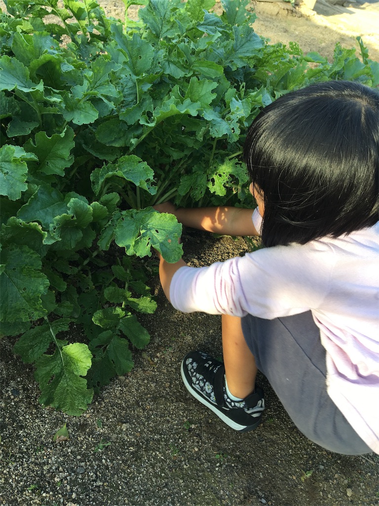 f:id:aohana:20191108224737j:image